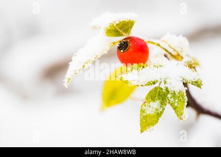 Schneebedeckte Hagebutte der Hunderose (Rosa canina), Hessen, Deutschland Stockfoto