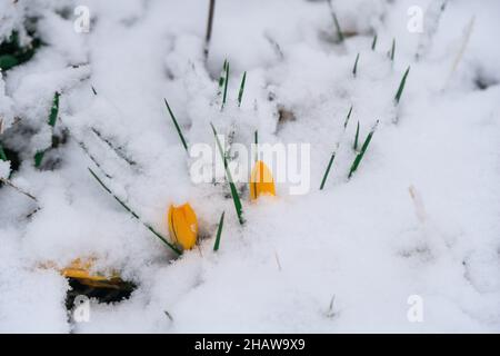 Nahaufnahme von schmelzendem Schnee und gelben Krokus, die im frühen Frühjahr im Wald blühen. Wunderschöne wilde Krokussen Blumen, Nahaufnahme. Crocus scharojanii. Stockfoto