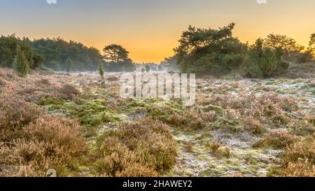 Heide in hügeligem Gelände an einem kalten Morgen mit Reif im november, Drenthe Provinz, Niederlande. Landschaft Szene in der Natur Europas, Stockfoto