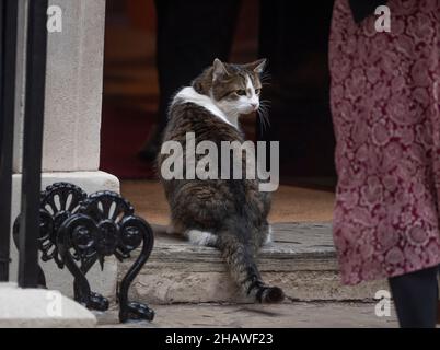 Downing Street, London, Großbritannien. Larry, die Downing Street Katze, beobachtet einen Mitarbeiter, bevor sie am 15. Dezember 2021 in London, Großbritannien, eintrat Stockfoto