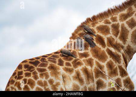 Rotschnabel-Ochsenspechte Buphagus erythrorynchus auf der Rückseite einer Giraffe, Kruger-Nationalpark, Südafrika Stockfoto