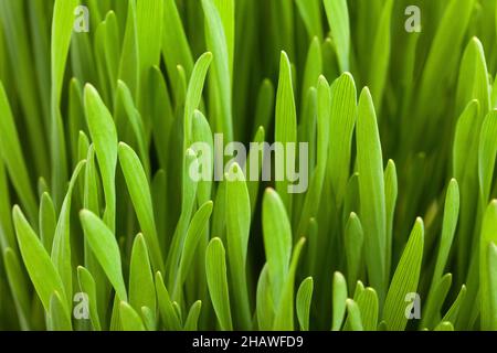 Makrodetails von Weizensprossen in Nahaufnahme Stockfoto