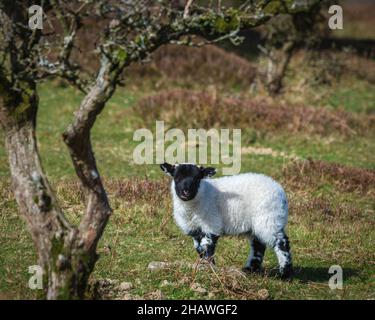 Ein Lamm stand am Hang des höheren Hare Knap auf den Quantock Hills in Somerset, England, Großbritannien Stockfoto