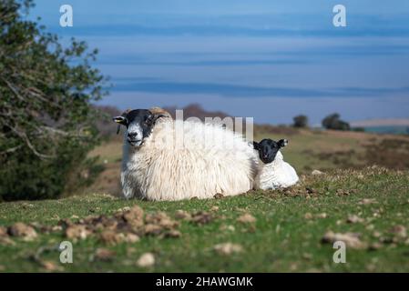 Ein Mutterschaf saß mit ihrem Lamm und genoss die Sonne am Hang des höheren Hare Knap auf den Quantock Hills in Somerset, England, Großbritannien Stockfoto