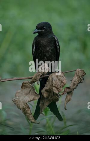 Ein schöner schwarzer Drongo-Vogel sitzt morgens auf einem Ast Stockfoto