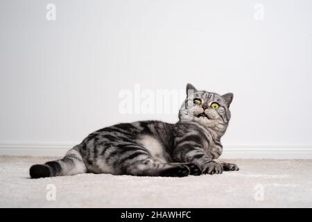 Silberfarbene gestromte britische Kurzhaarkatze, die in einem Auge blind auf dem Boden liegt und die Kamera schockiert oder verängstigt auf weißem Hintergrund mit Kopierraum anschaut Stockfoto