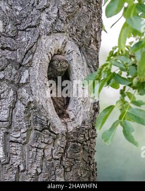 Eine kleine Eule (Athene noctua) in einem Park im Süden Londons. Stockfoto
