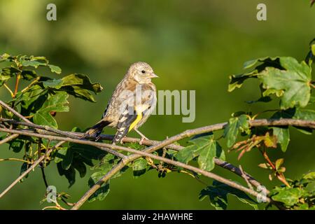 Ein Jugendgoldfink (Carduelis carduelis), der in einem Baum im Naturschutzgebiet Beddington Farmlands in Sutton, London, thront. Stockfoto