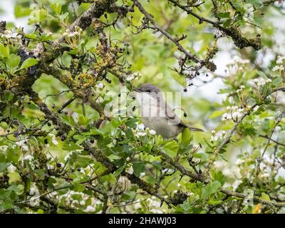 Eine kleinere Weißwhite (Sylvia curruca) im Naturschutzgebiet Beddington Farmlands in Sutton, London. Stockfoto