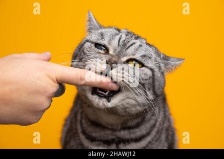 Gierige silberne gestromte britische Kurzhaarkatze, die Finger auf gelbem Hintergrund beißt Stockfoto