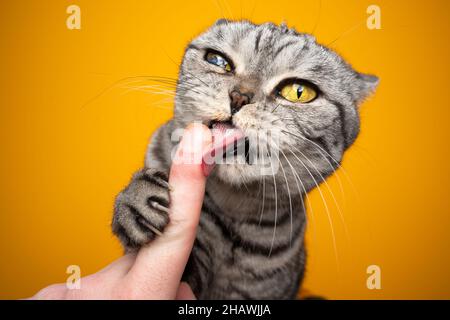 Hungrige silberne tabby britische Kurzhaarkatze leckt cremigen Snack aus menschlichen Finger machen lustige Gesicht Stockfoto