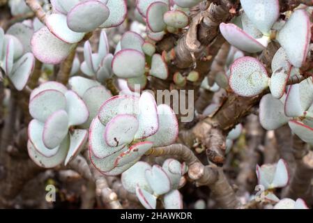 Die silberne Jadepflanze Crassula arborescens Laub Stockfoto