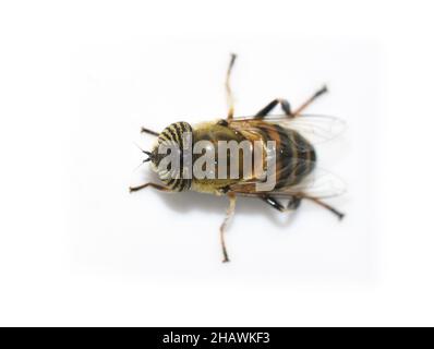 Die bandäugige Drohne fliegt Eristalinus taeniops isoliert auf weißem Hintergrund Stockfoto