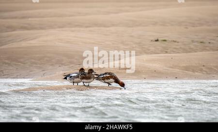 Wheon (Anas penelope) in Red Wharf Bay (Traeth Coch) in Anglesey, Wales. Stockfoto