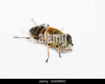 Die bandäugige Drohne fliegt Eristalinus taeniops isoliert auf weißem Hintergrund Stockfoto