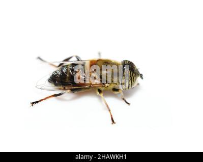 Die bandäugige Drohne fliegt Eristalinus taeniops isoliert auf weißem Hintergrund Stockfoto