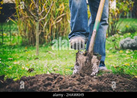 Gärtner, der mit einem Spaten in einem Garten gräbt. Mann, der einen großen Schaufel zum Graben des alten Rasens verwendet. Stockfoto