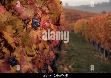 Wunderschöne Herbstlandschaft der Weinberge in Langhe, Italien Stockfoto