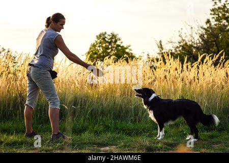 Frau, die im Sommer mit ihrem Hund im Freien spielt. Tierbesitzer wirft fliegende Scheibe zu Border Collie. Schulung zum Tiergehorsam Stockfoto