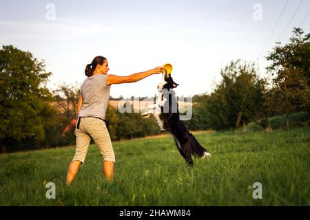 Border Collie Springen für Kunststoff-Scheibe. Frau spielt mit ihrem Hund im Freien. Tierausbildung Stockfoto