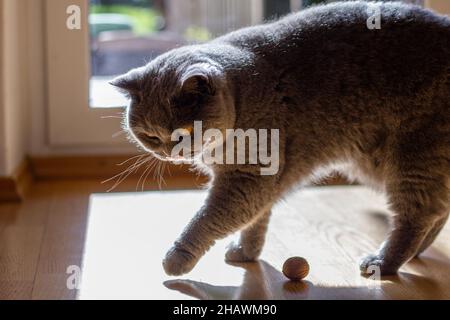 Verspielte graue britische Kurzhaarkatze. Niedliches Haustier. Hauskatze im Innenbereich Stockfoto