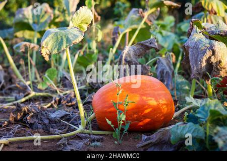 Der Kürbis auf dem landwirtschaftlichen Feld ist bereit für die Ernte. Große orangefarbene Kürbisse wachsen im Gemüsegarten auf Bio-Farm Stockfoto