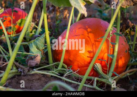 Der Kürbis auf dem landwirtschaftlichen Feld ist bereit für die Ernte. Große orangefarbene Kürbisse wachsen im Gemüsegarten auf Bio-Farm Stockfoto