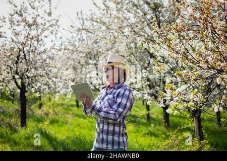 Landwirt, der ein digitales Tablet verwendet, während er blühende Obstbäume im Obstgarten inspiziert. Gärtner mit moderner Technik. Mann trägt Hemd und Strohhut in der Sonne Stockfoto