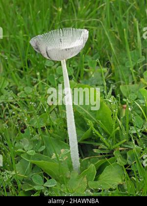 Filigrane, transluzente Hase-Fuß-Tintenkappe (Coprinopsis lagopus / Coprinus lagopus) delikater Pilz-Zehenstool im Straßenrand Cumbria, England, Großbritannien Stockfoto