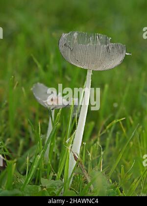 Filigrane, transluzente Hase-Fuß-Tintenkappe (Coprinopsis lagopus / Coprinus lagopus) delikater Pilz-Zehenstool im Straßenrand Cumbria, England, Großbritannien Stockfoto