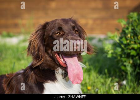 Porträt eines kleinen Münsterlander Hundes. Niedliches Haustier im Garten. Reinrassiger Hund im Freien Stockfoto