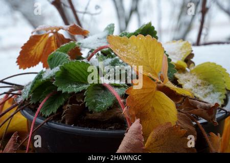 Pflanzen überwintern Szene im Freien auf einem Balkon oder in einem Gewächshaus. Nahaufnahme der mit Schnee bedeckten farbigen Blätter. Eingetopfte Erdbeere. Stockfoto