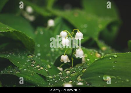 Maiglöckchen im Regen. Grüne Blätter und Regentropfen. Schöne Frühlingsblume Stockfoto