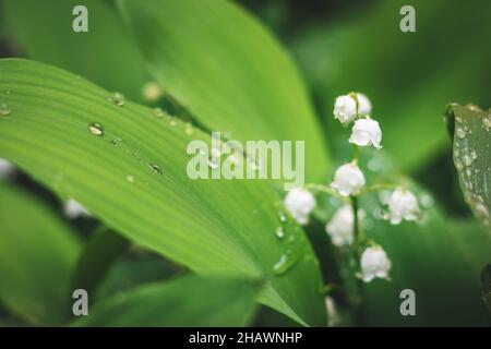 Maiglöckchen im Regen. Grüne Blätter und Regentropfen. Schöne Frühlingsblume Stockfoto