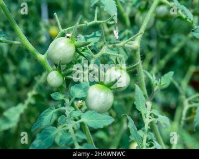 Grüne Tomaten wachsen auf einer Pflanze. Geringe Schärfentiefe mit den nächsten Tomaten im Fokus. Stockfoto