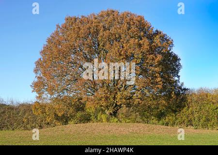 Herbstsonne in ländlicher Landschaft Englisches Laubholz Eiche Baum & Landschaft hedgerow Herbstliche Blätter blauer Himmel Tag Brentwood Essex England Großbritannien Stockfoto