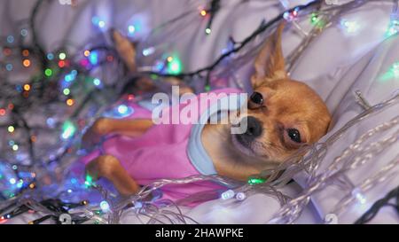 Der Toy Terrier ist ein gelbes New Year's Hund. Der Hund liegt lächerlich, sieht aus und schläft ein. Sie wird von den Girlanden umgeben und in Baby Folie gekleidet Stockfoto