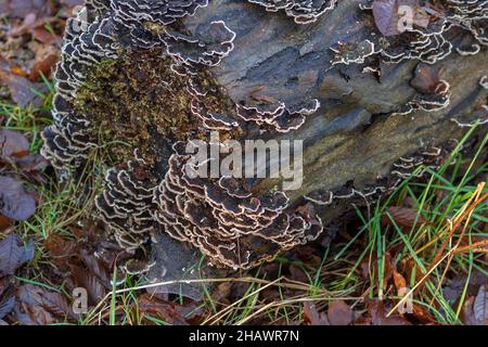 Geschichteter oder brackiger Pilz, der auf einem verfaulenden Baumstamm wächst. Stockfoto