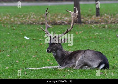 Wilde melanistische Damhirsche, Dama dama, grasen auf einem grünen Gemeinschaftsgebiet in London Stockfoto