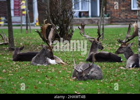 Wilde melanistische Damhirsche, Dama dama, grasen auf einem grünen Gemeinschaftsgebiet in London Stockfoto