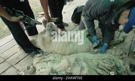 Baikal, Russland - 14 2019. Juni: Burjat National Sport Shearer Scheren Schafe auf der landwirtschaftlichen Show im Wettbewerb. Sacred Mount Yehe Erdo, der Veranstaltungsort von Stockfoto