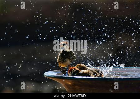 Einige Spatzen (Passer hispaniolensis) nehmen ein Bad in einer Keramikschale. Ein Sperling sitzt auf dem Rand. Lanzarote, Kanarische Inseln, Spanien. Stockfoto