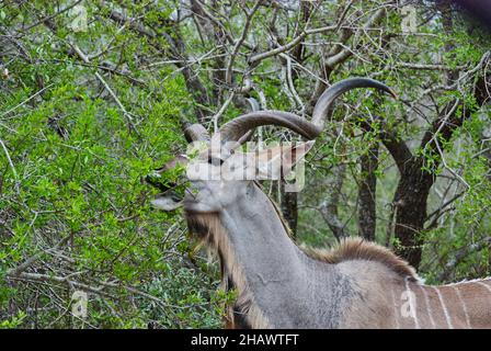 Der große Kudu, Tragelaphus strepsiceros, ist eine große Waldantilope, die im gesamten östlichen und südlichen Afrika gefunden wird. Großer Stier mit großer Korkschraube Stockfoto