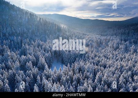 Luftaufnahme von oben auf den schneebedeckten Winterwald. Blick von oben auf den Pinienwald und den Fichtenwald. Kalt verschneite Wildnis Drohne Landschaft Foto. Stockfoto
