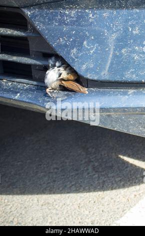 Spatz in Autokühlergrill eingebettet. Vogelschlag und Straßenverkehrssicherheit Stockfoto