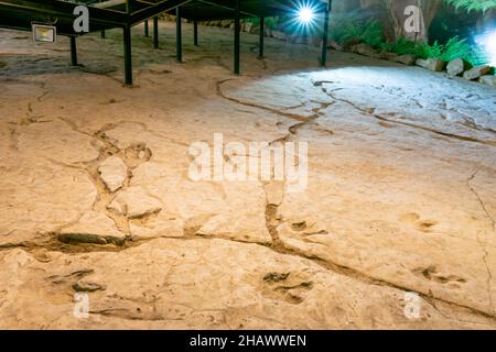 Nahaufnahme der Dinosaurier-Fußabdrücke im Naturschutzgebiet Sataplia. Georgien reisen einzigartige Orte. Stockfoto