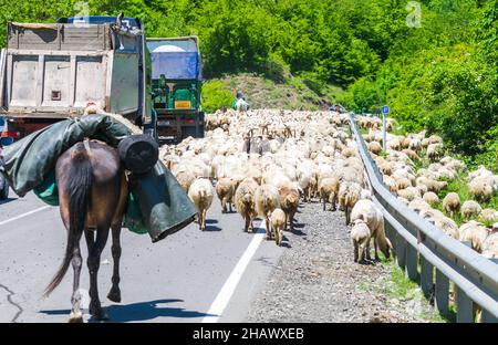 Gruppe von Schafen auf der Straße mit Pferden hinter und Lastwagen vorbei. Stau, Gefahren auf der Straße.Georgien countryisde. Kazbegi-Gebirge. 2020 Stockfoto