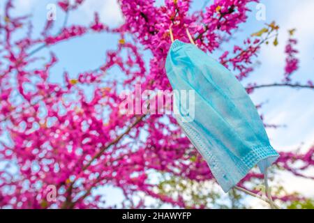 Gebrauchte blaue medizinische Gesichtsmaske hängt auf blühenden Baum mit rosa Blumen und blauen Himmel im Hintergrund. Pandemie im Frühjahr und Sicherheit in der Natur conce Stockfoto