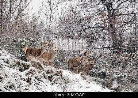 Majestätisches Hirschmännchen mit Weibchen unter Schneeflocken (Cervus elaphus) Stockfoto