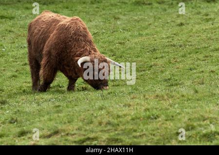 Gehörnte Highland Kuh grasen auf der Weide Stockfoto